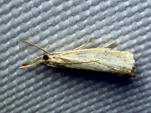 Small White Grass-veneer (Crambus albellus)