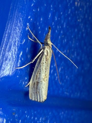 Lesser Vagabond Sod Webworm Moth (Agriphila ruricolellus)