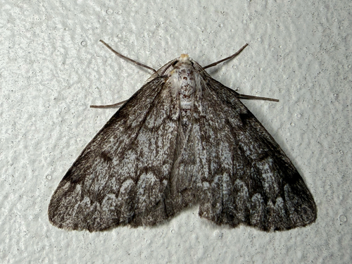 False Hemlock Looper Moth (Nepytia canosaria)