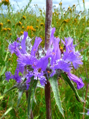 Salvia carduacea