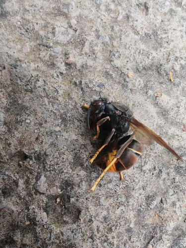 Yellow-legged Hornet
