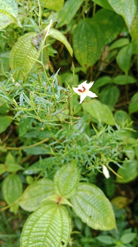 Narrow-leaved Merremia