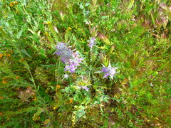 Salvia carduacea