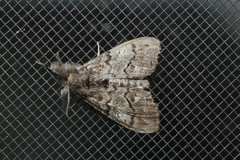 Dasychira vagans