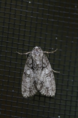 Acronicta retardata