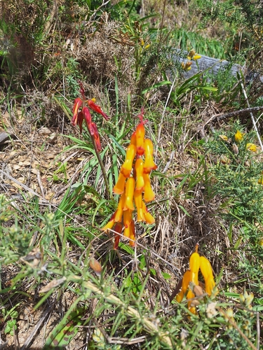 Lachenalia flava