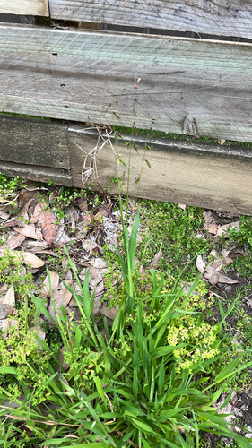 longflower veldtgrass