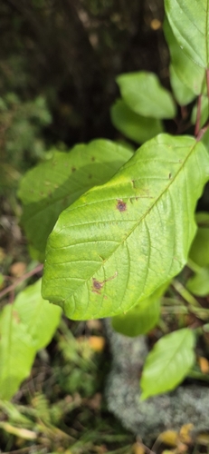 Buckthorn Bent-wing