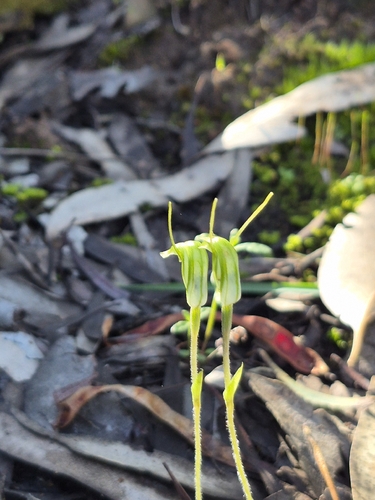 dwarf greenhood