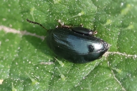 Cabbage-stem flea beetle