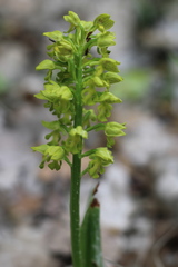 Orchis punctulata