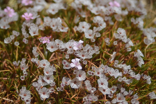 Acantholimon libanoticum