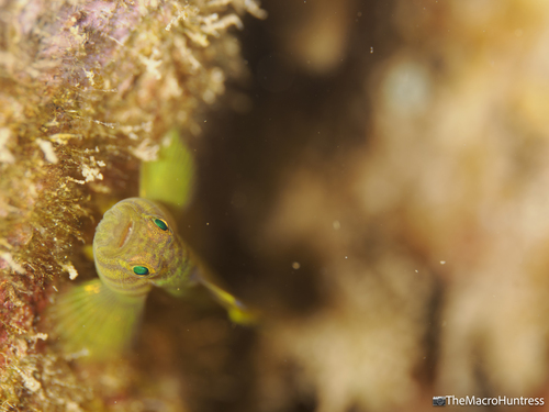 Priolepis, 2026-06-21