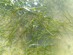Potamogeton pusillus