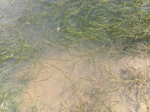 Potamogeton pusillus, photograph 1