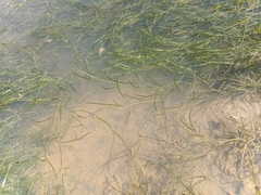 Potamogeton pusillus, photograph (c) Michal Honskus, some rights reserved (CC BY)