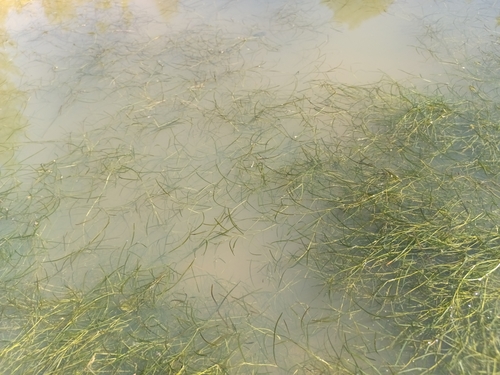 Potamogeton pusillus, photograph 2