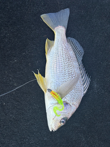 Pomadasys argenteus observed 2026-06-16