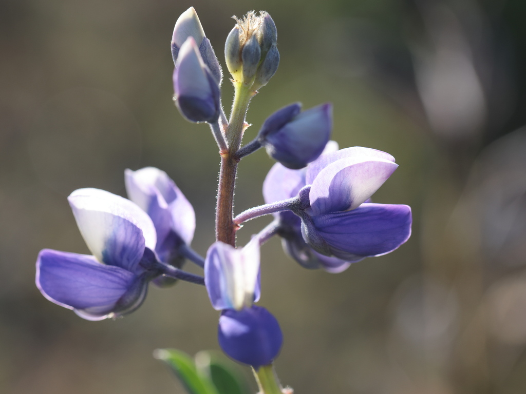 Lupinus nootkatensis; photograph (c) Rainer Breitling, some rights reserved (CC BY)