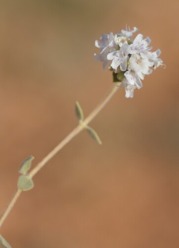 Ziziphora clinopodioides