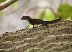 Anolis jubar oriens