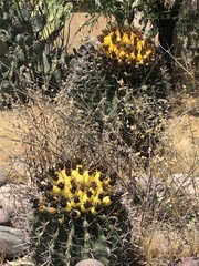 Ferocactus wislizeni