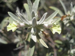 Stachys flavescens