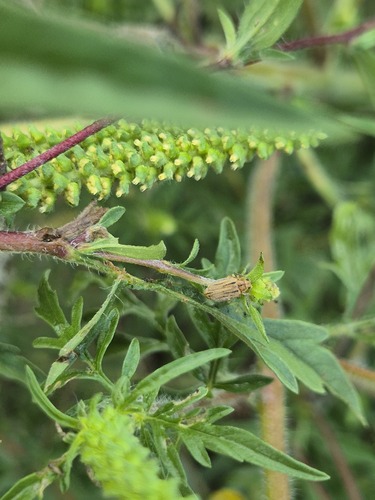 ragweed leaf beetle