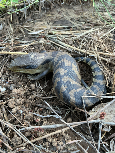 Common Bluetongue
