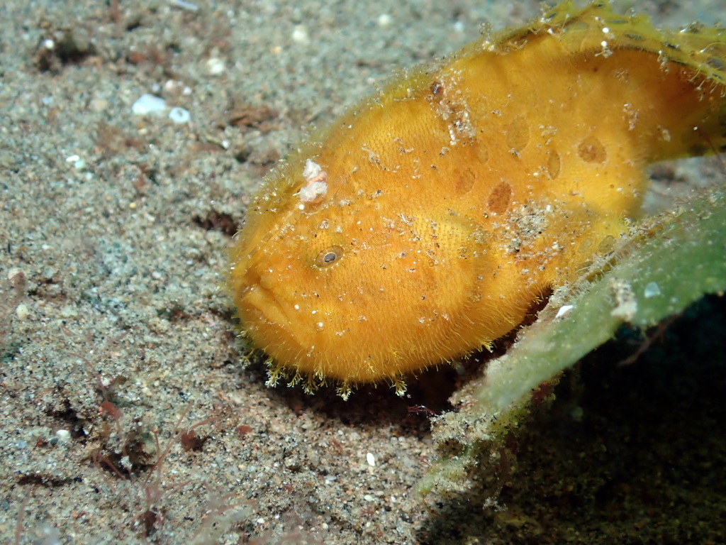 Orange frogfish with warty skin and fine hair-like spinules on a sandy seabed in the Philippines
