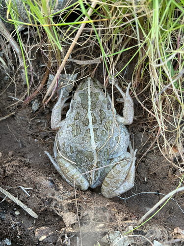 Spotted Marsh Frog