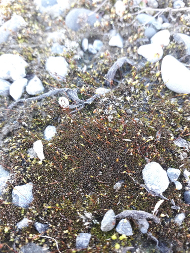Geheebia tophacea observed 2026-08-29