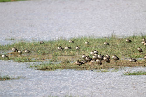 iNaturalist image