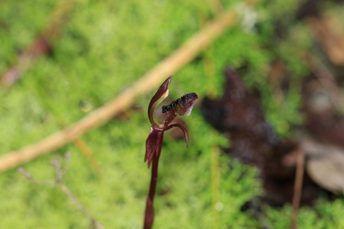 Chiloglottis formicifera, photograph 2