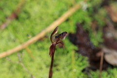 Chiloglottis formicifera, photograph (c) Sofia Zvolanek, some rights reserved (CC BY)