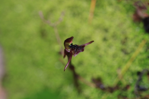 Chiloglottis formicifera, photograph 3