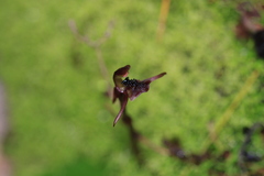 Chiloglottis formicifera, photograph (c) Sofia Zvolanek, some rights reserved (CC BY)