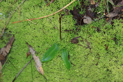 Chiloglottis formicifera, photograph (c) Sofia Zvolanek, some rights reserved (CC BY)