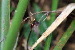 Chiloglottis formicifera