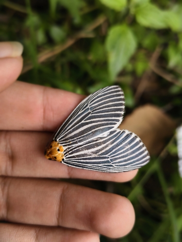 Neochera dominia