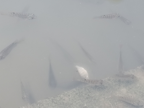 Redbelly Tilapia