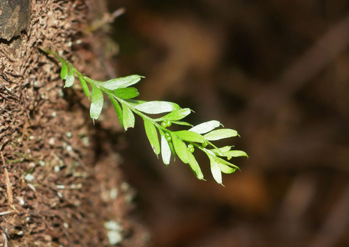 Tmesipteris sigmatifolia observed 2026-08-28