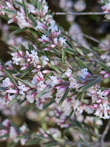 Bearded Heath