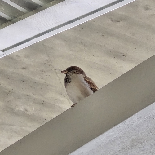House Sparrow