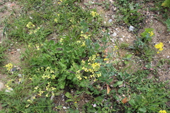 Raphanus raphanistrum landra