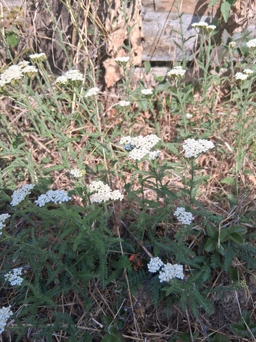 common yarrow