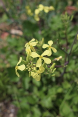 Raphanus raphanistrum landra