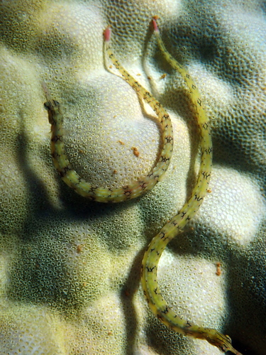 Corythoichthys intestinalis observed 2026-08-29