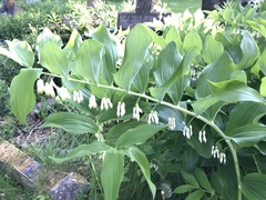 Polygonatum × hybridum