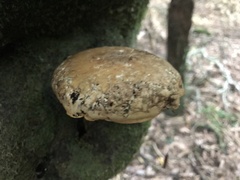 Cyclocybe parasitica